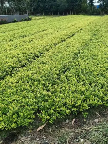 青岛21期绿化工程项目